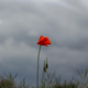 Image for article titled 'Quiet Storm': A 2-Week Series About Mental Health on VSB